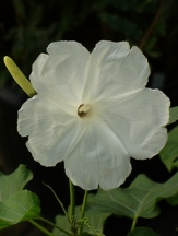 White Morning Glory Bush, Gloria de la Mañana, Mexican Bush Morning Glory, Ipomoea fistulosa 'Alba', I. carnea ssp. fistulosa 'Alba'